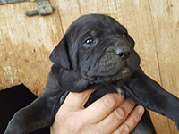 cucciolo di cane corso nero 